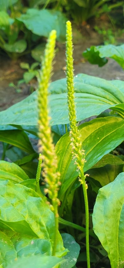 This is a close-up, eye-level outdoor photograph taken in the city of Tetianivka, Ukraine. The image features two tall, thin, spiky green flower stalks that are the primary subjects, positioned slightly off-center to the left and right of the frame. These stalks are in focus, with the one on the left being slightly more blurred than the one on the right. Both stalks are covered in tiny, light-colored florets. Surrounding the flower stalks are large, broad, dark green leaves, typical of plantain plants. The background consists of more blurred green foliage and a patch of dark, earthy ground. The lighting suggests it is daytime, with sunlight illuminating the scene and creating subtle highlights on the leaves.