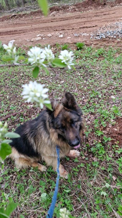 A tan and black German Shepherd dog is lying on its side in a grassy, wooded area, connected to a blue leash. A dirt path is visible to the left of the grass. White flowers are visible in the foreground.