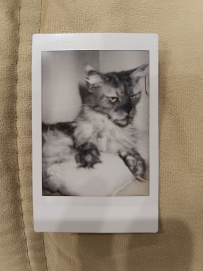 A black and white, rectangular photograph of a cat is centered on a textured, beige surface. The photograph is bordered by a white frame. The cat, likely a Maine Coon, is the primary subject. It has long, grey and white fur, pointed ears, and yellow eyes. The cat is in a relaxed pose, with its paws visible. The background of the photograph is blurred and appears to be light-colored. The beige surface it rests on has a distinct, woven texture and a slight sheen, indicating it could be a fabric like upholstery or a blanket. There are no visible signs of Saburovo, Russia, or any urban elements in the image.
