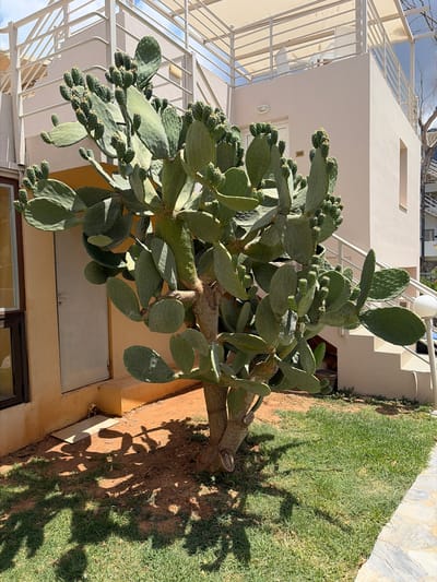 In Vlichada, Greece, a prickly pear cactus stands in front of a light-colored building. The cactus is large and bushy, with many paddle-shaped segments and numerous small, developing fruits. It is planted in a patch of reddish-brown soil with sparse grass. The building has a light yellow lower section with a door and a window, and an upper section that is a pale pinkish-beige. A white outdoor staircase with a railing leads up the side of the building, and there is a covered balcony with white railings and a white chair visible on the upper level. Shadows of the cactus and its fruits are cast on the ground. The overall scene suggests a warm, sunny day in a residential or resort area.
