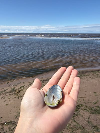 A hand holds an open mussel shell with a small insect inside it. The hand is in the foreground, with the beach and the sea in the background. The sky is blue with some white clouds. The scene appears to be a sunny day at the beach in Lilaste, Latvia.