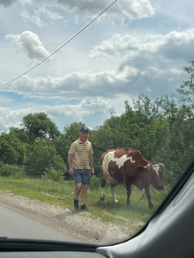 A man in a striped polo shirt and shorts is walking a brown and white cow on a leash on a rural road in Kypiachka, Ukraine. The cow is walking on the grass verge next to the road, while the man walks on the road itself. The man appears to be looking down at the cow. The cow is looking to the right. The background is a dense line of green trees under a cloudy sky. The image is taken from inside a vehicle, with the dashboard visible in the foreground.
