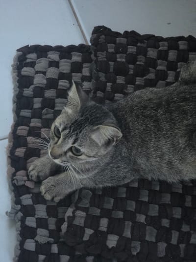 A grey tabby kitten lies on a woven mat with a checkered pattern of dark grey and black squares. The kitten is facing left with its paws tucked underneath its body. The mat is placed on a white tiled floor. The scene appears to be indoors. The image was taken at the residence of Pak. Bambang in Pintomakmur, Indonesia.