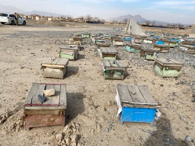 An outdoor apiary is depicted in Nakhonay, Afghanistan, featuring numerous weathered wooden beehives arranged in rows across a dry, stony, and sandy landscape. Individual beehives vary in color, including reddish-brown, light green, and blue, with many lids secured by rocks or pieces of fabric. In the upper left background, a male individual, dressed in a light jacket and dark trousers, stands near the open driver's side door of a white five-door SUV. To the right of the vehicle in the mid-background, a large, light-colored, partially collapsed conical tent is visible. Multiple arrays of solar panels are scattered across the mid-to-far background. Distant mountains rise under a hazy blue sky.