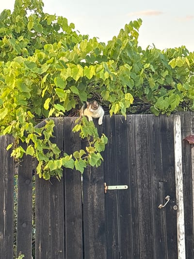 A cat is perched on a wooden fence, surrounded by lush green foliage. The cat, appearing to be a domestic shorthair with brown and white markings, is looking towards the viewer with a curious expression. The fence is made of dark wooden planks, showing signs of age and weathering. Green vines with small clusters of berries or small fruits are growing and entwining around the fence and over the cat.
The scene appears to be outdoors, likely in a garden or rural setting. The lighting suggests it is daytime, possibly late afternoon, given the warm glow on some of the leaves. The sky in the background is bright and overcast, indicating a diffused light condition. There is no visible text in the image. The setting is consistent with a location in Belarus, as indicated by the provided context. The overall mood is peaceful and natural, with the cat blending into its surroundings.