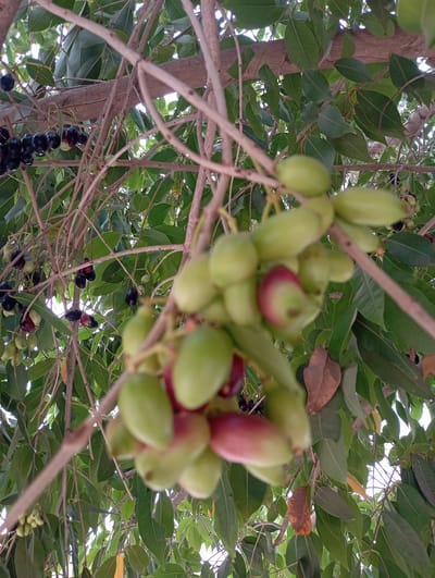 The image captures a tree with clusters of Java plums (Syzygium cumini) in varying stages of ripeness. Some plums are green and unripe, some are turning red, and others are dark purple, indicating they are ripe. The leaves of the tree are lush and green, providing a backdrop to the fruit. The location is Maisandari Wi, Nigeria. There are no people visible in the image. The main action is the natural process of fruit ripening on the tree.