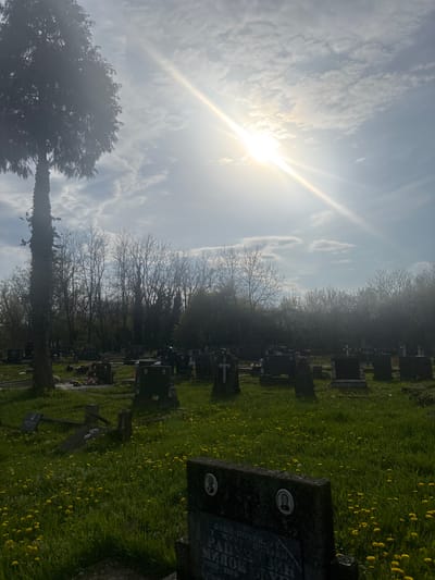 The image shows a graveyard in Hrvatska Dubica, Croatia. The ground is covered in green grass interspersed with numerous yellow dandelions. Several gravestones of varying sizes and designs are visible. The sky is bright with the sun shining through clouds, creating a lens flare effect. Bare trees stand between the sky and the gravestones, adding depth to the scene. The image is taken from a slightly low angle. A prominent tree covered in vines is visible in the foreground.
