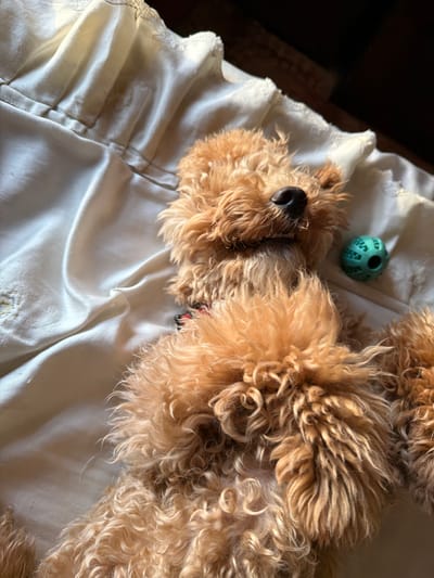 The image shows a light brown poodle lying on a satin sheet, with a green dog toy nearby. The poodle's eyes are closed, and its head is tilted back. The satin sheet is wrinkled and has a lace trim. The background is dark and out of focus. The image was taken in Aratashen, Armenia.