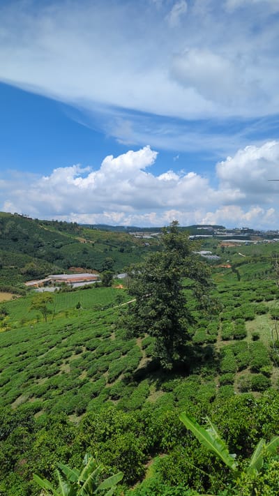 The image captures a vast, verdant landscape in Trường Thọ, Vietnam, characterized by rolling hills blanketed in carefully cultivated tea plantations. In the foreground, lush green bushes and banana leaves frame the scene. The middle ground is dominated by a large, mature tree standing prominently amidst neat rows of tea plants that cascade down a gentle slope. Further in the distance, the landscape transitions to other types of vegetation, including some greenhouses or agricultural structures, before giving way to a town or city nestled among the hills, with buildings and infrastructure visible under a bright blue sky dotted with fluffy white clouds. A single person can be seen in the distance on the tea plantation.