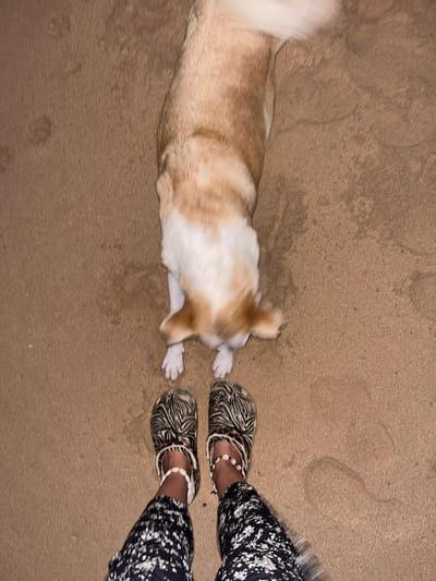 In Midigama, Sri Lanka, a medium-sized dog with tan and white fur stands on a sandy surface, its body angled downwards. In the foreground, a person's legs and feet are visible. The person is wearing black and white patterned pants and animal-print clogs adorned with shell anklets. The sandy ground shows signs of the dog's presence, with some indentations and a damp patch. The overall scene suggests a casual outdoor encounter.