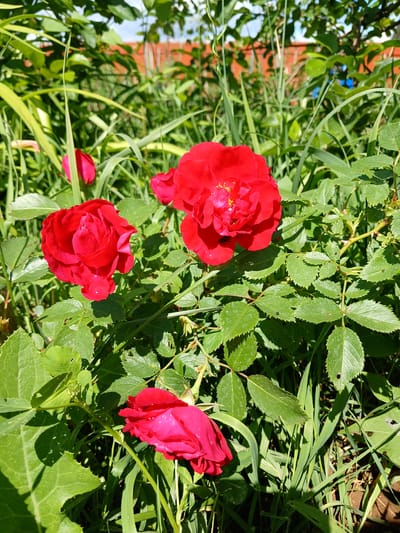 The image shows a close-up of several red roses and green foliage, bathed in bright sunlight. The roses are in various stages of bloom, with some fully open and others appearing as buds. Their petals are a vibrant red, and a few have water droplets on them, suggesting recent rain or dew. The surrounding leaves are a deep green, some with serrated edges, and appear healthy. The setting is outdoors, amidst a garden or natural landscape. The lighting suggests it is daytime, likely morning or afternoon, given the strong shadows cast by the leaves. In the background, out of focus, there is a glimpse of a red brick structure and some blue sky, hinting at a residential area or garden with nearby buildings. No people are visible in the frame. The overall impression is one of natural beauty and abundance. The location is Shud'ya, Russia.