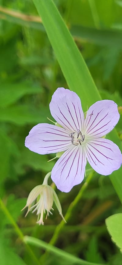 The image is a close-up, high-angle shot of a single, delicate purple flower with thin, darker purple veins radiating from its center. The flower has five petals, each subtly rounded at the tips. In the very center of the flower, dark stamen are visible. To the right of the main flower, a developing seed pod or a fading flower bud is visible, with light green sepals.
The background is a blur of lush green foliage, suggesting an outdoor natural setting. A long, out-of-focus green leaf runs diagonally across the upper left portion of the frame, adding depth and context. The lighting appears to be soft, indicating it could be a cloudy day or a time of day with diffused sunlight. No people are visible in the image, and there is no visible text. The overall impression is one of natural beauty and tranquility. The location is identified as Hetmanivka, Ukraine.