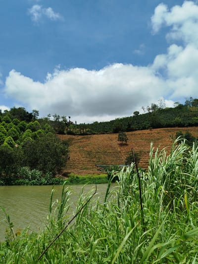 The image captures a serene landscape in Xuân Sơn, Vietnam, featuring a tranquil body of water in the foreground, fringed by lush green vegetation and tall grasses. Beyond the water, a terraced hillside is visible, characterized by its rich brown soil and distinct cultivation patterns, suggesting agricultural activity. The upper portion of the hillside is covered in dense green foliage, likely trees or crops. The sky above is a vibrant blue, dotted with fluffy white clouds, hinting at fair weather. The overall impression is one of natural beauty and rural tranquility. There are no people visible in the image.