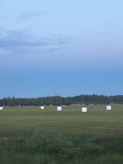 This image depicts a rural scene in Ziminо, Russia, likely in the late afternoon or early evening. The sky is a clear, bright blue with a few wispy clouds on the left side. The main focus is a large, green field stretching from the bottom to the top of the image.
The field is lined with trees along its right edge, forming a dense, dark green border. Scattered throughout the field, arranged in a line parallel to the treeline, are several hay bales. Some of these bales are wrapped in white plastic, appearing as bright, rectangular shapes against the green grass, while others are visible as their natural, golden-brown color. These bales suggest recent agricultural activity, likely harvesting and baling of hay.
The overall impression is one of peacefulness and the natural beauty of the Russian countryside. The lighting suggests it's a pleasant, perhaps slightly warm day. There is no visible text in the image.