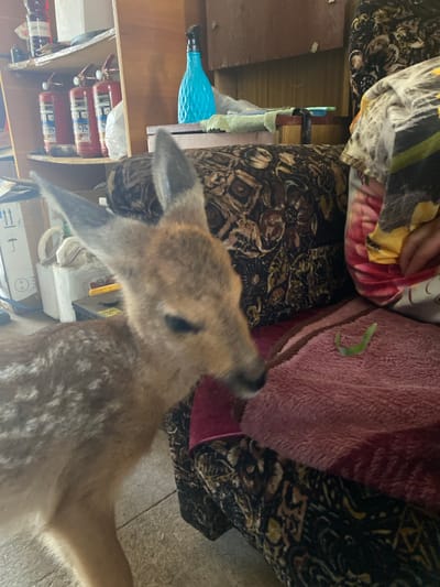 An infant deer with white spots on its fur is standing indoors, near a sofa. The deer's head is turned to the right, with its ears perked up. A person's arm, wearing a patterned fabric, is visible on the right side of the frame, resting on the sofa. The sofa is covered in a dark, patterned fabric. A pink blanket is draped over the sofa. In the background, shelves are visible with three red fire extinguishers, a blue spray bottle, and other items. The floor appears to be concrete. The scene is consistent with an indoor environment, possibly a home, in the city of Znamensk, Russia.