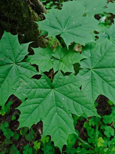 The image features a close-up view of several large, green maple leaves, possibly from a Norway maple (Acer platanoides), common in temperate regions. The leaves are the dominant subject, filling most of the frame. They are characterized by their palmate shape with 5-7 lobes. Veins are prominent on the leaves, radiating from the center. Some leaves have minor imperfections such as small tears or spots.

In the background, there is a hint of a moss-covered tree trunk and other greenery, including what appears to be clover. The scene suggests a damp, shaded area, likely within a forest or park setting. While the location is stated to be Боровково, Russia, this information is not directly discernible from the visual content of the image itself. The photograph captures a natural scene with a focus on the texture and details of the maple leaves.