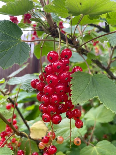 A cluster of ripe red currants hangs from a bush. The berries are small, round, and a vibrant red color, with a slight sheen. They are attached to thin, delicate stems that form a raceme. The currants are surrounded by lush green leaves, some of which are slightly out of focus, creating a soft bokeh effect. The background consists of more greenery and a blurred wooden fence, suggesting an outdoor garden setting. The image appears to be taken on a bright, overcast day. The overall impression is one of natural abundance and freshness.