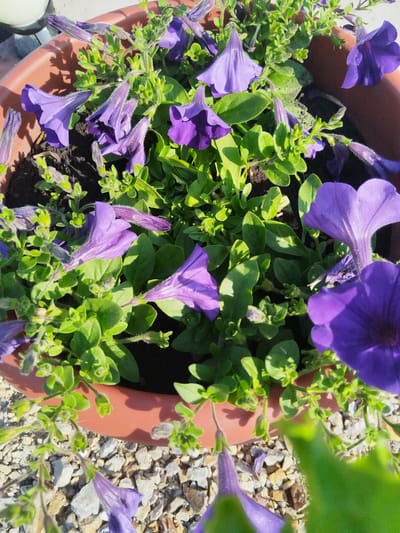 The image shows a close-up view of purple petunias in a terra cotta pot. The flowers are in various stages of bloom, with some fully open and others still in bud. The leaves are a vibrant green and appear healthy. The pot is filled with dark soil, and the surrounding ground is covered in small, light-colored gravel. The scene appears to be outdoors, likely in a garden or on a patio, in the city of Bezlesnyy, Russia. Sunlight casts shadows on the flowers and leaves, indicating it is daytime. There are no people or animals visible in the image.