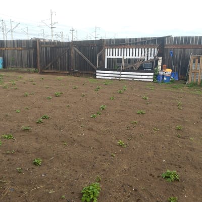 The image shows a dirt field with young green plants growing in rows. A wooden fence with a gate borders the field, and behind the fence, there are some miscellaneous objects, including buckets, tools, and a wooden pallet. In the background, a set of overhead power lines and poles are visible. The scene appears to be outdoors in a rural or semi-rural setting, possibly a garden or small farm. The overall impression is one of agricultural activity. The image is taken from a ground-level perspective, looking across the field towards the fence.