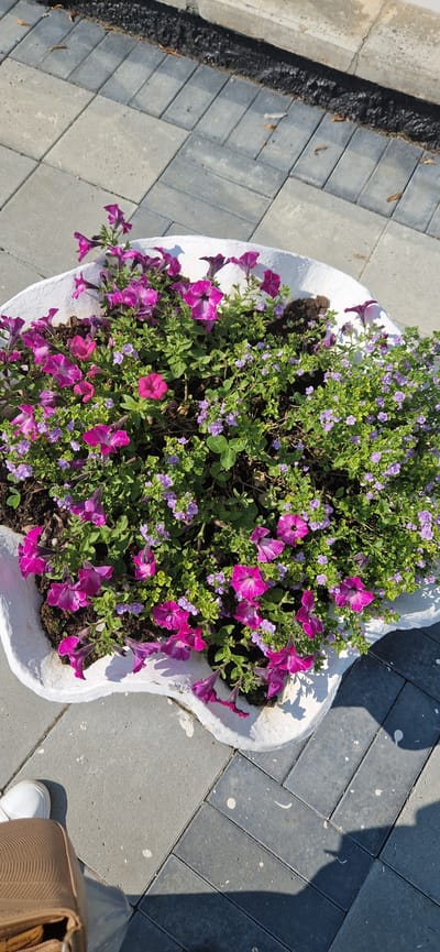 A white, irregular-shaped planter filled with vibrant pink petunias and small purple flowers sits on a gray paver stone walkway. The walkway features a herringbone pattern with alternating dark gray and lighter gray stones, some of which are speckled with white paint. To the left of the planter, a person's lower legs and feet are visible, wearing white sneakers and a tan bag. In the background, darker ground cover and more pavers are visible. The scene suggests an outdoor urban setting, possibly a public space or garden. No specific details about the city of Miass, Russia are present in the image.