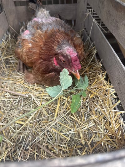 A hen with brown and gray feathers is nestled in a bed of straw within a wooden enclosure. The hen's head is turned to the right, revealing its red comb and wattle, and its eye is visible. A green plant with broad leaves is growing near the hen, with its stem and leaves extending into the frame. The background consists of the wooden structure of the enclosure and more straw. The lighting suggests it is daytime. There is no visible text in the image. The setting appears to be a coop or similar housing for poultry.