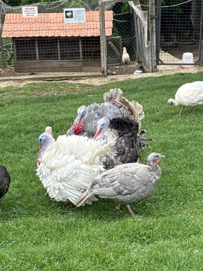 The image shows a group of turkeys on green grass near a structure with a tiled roof and wire mesh enclosures. A sign is visible on the structure, with text in a non-English script. The turkeys exhibit varying plumages, including white, black, grey, and speckled patterns. The location is the city of Progress, Russia.