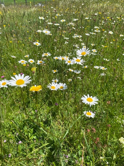 The image depicts a sunlit, dense meadow of wild daisies and other wildflowers in Javorje, Montenegro. The foreground is dominated by several large white daisies with yellow centers, interspersed with taller green grass stalks, some of which have dried brown seed heads. In the mid-ground, more daisies and smaller yellow and white wildflowers are visible, creating a tapestry of color and texture. The background shows a further expanse of the meadow, with hints of distant vegetation or landscape features not clearly defined. The scene is bathed in natural light, suggesting a bright, possibly warm day. No people or animals are present in the frame. The overall impression is of a natural, uncultivated environment.