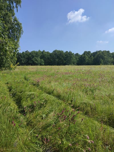The image shows a sunlit meadow filled with tall green grass and scattered purple wildflowers. A line of dense green trees forms a horizon in the background. The sky is clear blue with a few scattered white clouds. In the foreground, on the left side of the image, is the edge of a large tree with green leaves. The scene is located in Yamansarovo, Russia. There are no people or animals visible in the image.