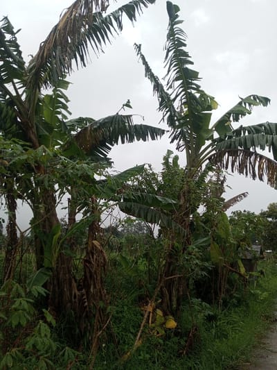 The scene depicts a dense, vegetated landscape in Chagzam_Pam, Bhutan, under an overcast sky. Multiple banana trees (Musa acuminata) with tall pseudostems and large, elongated leaves dominate the foreground and midground. Many of the banana leaves exhibit tearing along their midribs and display water droplets, indicating recent precipitation. The ground is covered with dense, mixed green foliage, including various broad-leafed plants and grasses. A segment of an unpaved track or path is visible along the lower right side of the frame. In the background, beyond the immediate vegetation, additional tree canopy and a small, indistinct, rustic structure are partially discernible on the right. No human or animal subjects are present.