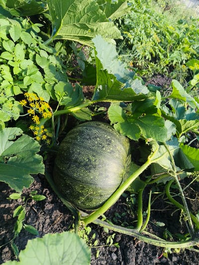 The image depicts a close-up view of a young, green pumpkin growing in a garden. The pumpkin is the central subject, with its textured, mottled green skin clearly visible. It is nestled amongst large, lush green leaves and vines of the pumpkin plant, some of which are thick and ribbed. Small, delicate yellow flowers are also present, adding a splash of color to the scene. The ground beneath is dark, rich soil, with some smaller green plants and dry debris scattered around.

The lighting suggests it is daytime, likely morning or late afternoon, given the soft, warm light casting gentle shadows. The overall impression is one of natural growth and abundance in a garden setting. The location is identified as Ardatov, Russia. There is no discernible activity or event taking place, as the focus is on the static subjects within the garden. No text is visible in the image.