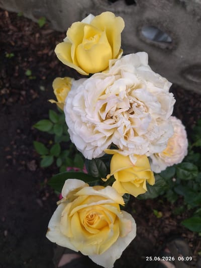This is a close-up, eye-level shot of a bouquet of roses in an outdoor setting. The roses vary in color from pale yellow to creamy white, with some showing hints of pink. The largest, creamy white rose is in the center, with several yellow roses clustered around it and below it. The background is out of focus, showing dark soil and green leaves. A concrete structure, possibly a garden wall or planter, is visible in the upper right portion of the image, with a distinctive circular opening. The bottom right corner of the image displays a timestamp: "25.06.2026 06:09". There are no people or animals visible. The scene appears to be a garden. The location is identified as Zavodske, Ukraine.