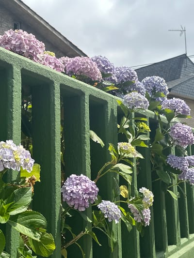 In Oviedo, Spain, a vibrant display of hydrangeas cascades over a bright green, slatted fence. The flowers are a mix of soft pinks and blues, with some clusters appearing almost white. Lush green leaves provide a backdrop to the blooms, and branches intertwine with the fence's structure. In the background, the muted tones of a building with a grey, slate-tiled roof are visible under an overcast sky. A television antenna pokes above the rooftop, suggesting a residential setting within the city. The sunlight creates subtle shadows, highlighting the textured surfaces of the fence and the delicate petals of the flowers. The scene conveys a sense of natural beauty integrated into an urban environment.