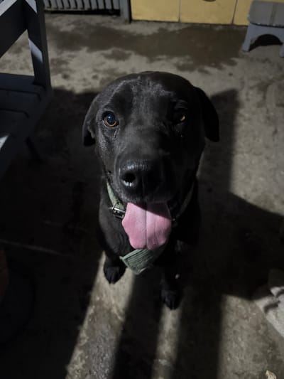In Dachi, Kazakhstan, a black dog with a light-colored collar is pictured sitting on a wet, concrete surface at night. The dog's tongue is hanging out, and it is looking directly at the camera. The background is dark, but some of the environment is visible, including a fence, a yellow wall, and furniture. The lighting suggests it is nighttime, with artificial light casting shadows on the ground.