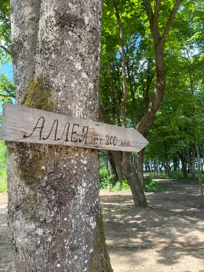 A wooden sign is attached to the trunk of a large tree, pointing to the right. The sign is weathered and has Cyrillic text painted in black, which reads "АЛЛЕЯ ст. 200 лет". This translates to "Avenue of 200 years". The tree trunk is rough and textured, with patches of moss and lichen. Behind the tree, a path winds through a lush green forest with dappled sunlight on the ground. The setting appears to be a park or natural area in the city of Zhaludok, Belarus. There are no people visible in the image.