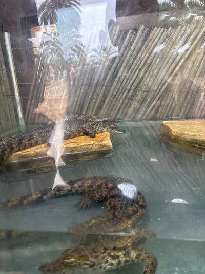 This image depicts a display of small crocodiles in an enclosure, likely at a zoo or wildlife park in Tezdaine, Tunisia. The enclosure appears to be a large glass tank filled with water, with several rocks and a backdrop of artificial reeds and rough stone. At least three crocodiles are visible: one lies on a flat rock in the foreground, another partially submerged in the water, and a third can be seen in the background, submerged. Reflections on the glass suggest the presence of palm trees and people outside the enclosure. The water is murky, and the lighting casts shadows and highlights on the crocodiles and their environment.