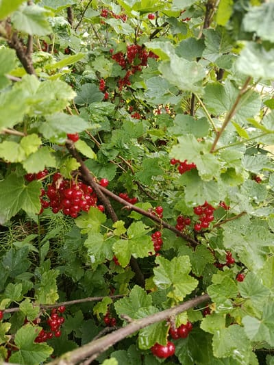 The image depicts a close-up view of a red currant bush laden with ripe red berries. The bush is dense with green leaves, many of which are speckled with water droplets, suggesting recent rain. The branches are brown and woody, providing support for the clusters of vibrant red fruit. Some of the berries are out of focus, indicating a shallow depth of field. The scene appears to be an outdoor environment, likely a garden or natural setting, in Kostopil, Ukraine. There are no people or animals visible in the image. The overall impression is one of abundance and freshness in a natural setting.