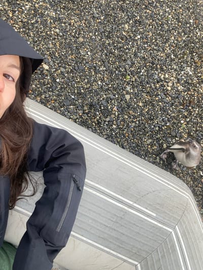 A woman in a black jacket is partially visible in a selfie-style shot. Her face is partially in view, with dark hair. Beside her is a grey stone bench with white stripes. A young penguin stands on a gravelly surface next to the bench. The background consists of dark grey gravel and small rocks. The scene appears to be outdoors, possibly near a coastal area.