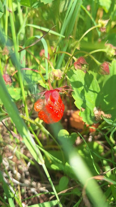 A single wild strawberry, ripe and red, is nestled amongst green grass and leaves. Dewdrops glisten on its surface. The strawberry has a small, underdeveloped fruit attached to its side. The scene is set in a natural outdoor environment, likely in the city of Nogliki, Russia, as indicated by the context. The focus is sharp on the strawberry, with the surrounding foliage blurred, suggesting a close-up shot. There are no people or animals visible in the image, and no discernible actions or interactions are taking place. The lighting suggests it is daytime, with sunlight filtering through the leaves.