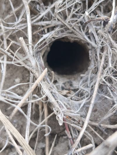 The image shows a close-up view of a small, dark hole surrounded by dry, brittle plant material and cobwebs. The hole appears to be an entrance to an underground burrow. The surrounding vegetation is predominantly light brown and gray, with some hints of darker reddish-brown twigs. The ground beneath the vegetation appears to be soil. There are no people or visible animals in the image. The scene is likely located outdoors, in an uncultivated area. No specific location in the city of Eski, Uzbekistan can be identified from the image alone.