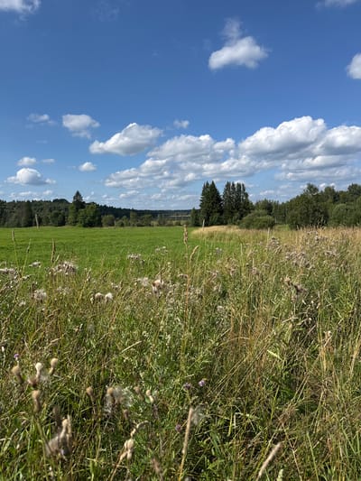 The image depicts a rural landscape under a bright blue sky with scattered white clouds. The foreground is dominated by a field of dry, golden grass and seed heads, with hints of green grass and small purple flowers interspersed. In the middle ground, a vibrant green meadow stretches towards a dense line of trees forming a dark green border against the horizon. The trees appear to be a mix of deciduous and coniferous species, with some taller, darker evergreen trees standing out. The sky occupies the upper half of the image, with a clear blue expanse punctuated by fluffy, white cumulus clouds. The overall impression is one of a serene, natural setting, likely in a rural area, possibly in or around the village of Portovoe, Russia, given the characteristic landscape of the region. There are no people or animals visible in the image. The scene is static and appears to be a landscape photograph taken on a clear day.