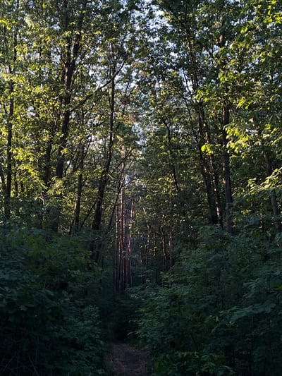 The image shows a view into a dense forest with sunlight filtering through the trees, creating dappled light and shadows. The trees are tall with full canopies of green leaves. A narrow, unpaved path winds its way into the forest, covered with fallen leaves. The environment appears natural and undeveloped, consistent with a park or woodland area. No people or man-made structures are visible. The scene is set in the city of Briukhovychi, Ukraine.