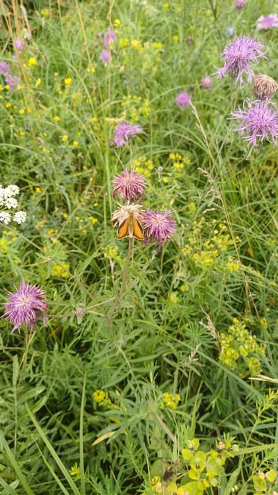 An overhead, slightly angled medium shot captures a cluster of wild flora in Pirogovo, Russia, under soft, overcast lighting. The foreground is dominated by a thin, segmented stem supporting three thistle-like purple flowers. Perched on the center flower is a small, orange-winged butterfly with its wings open, revealing distinct vein patterns. Surrounding this central subject are numerous other wildflowers, predominantly small yellow blooms and more purple thistles, interspersed with tall green grass. The background is a blur of more green foliage and scattered yellow and purple flowers, indicating a meadow or naturalized garden setting. The overall impression is one of a close-up view of a diverse, natural environment.