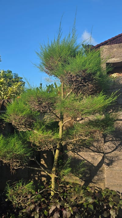 The image, taken in Seririt, Indonesia, features a prominent tree with dense, needle-like green foliage, likely a Casuarina or Horsetail Tree. The tree occupies the central and left portions of the frame, showcasing its textured trunk and numerous branches, some of which appear dry or sparsely leafed. Its vibrant green leaves contrast with the bright blue sky that dominates the upper left quadrant, dotted with a few wispy white clouds.
To the right and upper right, a rough-textured concrete wall forms a significant part of the background. Distinct, dark shadows of the tree's branches are dramatically cast across this wall, indicating strong, direct sunlight, suggesting it is either morning or late afternoon. Above the concrete wall, a section of a red-tiled roof is visible, hinting at the presence of a building.
In the lower right and bottom edges, other types of vegetation are visible, including plants with broader green and reddish-purple leaves, adding to the natural garden or yard setting. The overall scene is peaceful and devoid of human presence or activity. The clear sky points to fair weather. No discernible text is visible within the image.