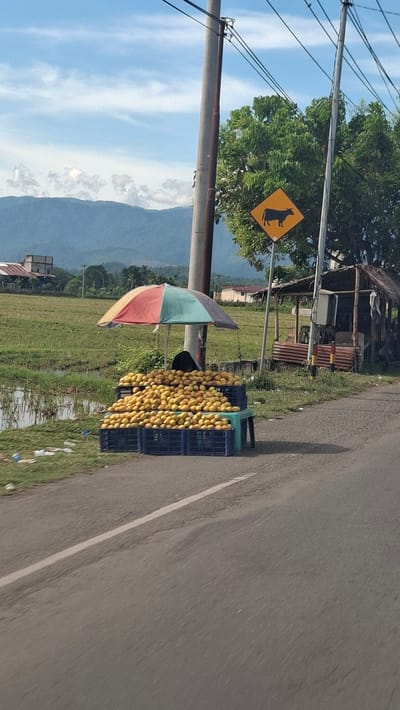 A roadside fruit stand is visible on the side of a road, under a multi-colored umbrella, displaying a large quantity of yellow fruit, possibly mangoes or similar, arranged in dark blue crates. A person is seated behind the fruit. To the right of the stand, a small, rustic structure with a thatched roof is present, and further to the right, a yellow diamond-shaped road sign depicting a cow is mounted on a pole. In the background, a green landscape with rice paddies or fields, distant buildings, and rolling hills under a blue sky with scattered clouds can be seen. The image appears to have been taken from a vehicle moving along the road.