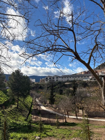 The image displays an elevated view of a park or natural area within Alcoy/Alcoi, Spain, under a bright blue sky with scattered white cumulus clouds. Bare deciduous tree branches dominate the immediate foreground and upper frame. The ground cover in the foreground and midground consists of green grass and exposed soil, interspersed with numerous young evergreen saplings, some marked by small wooden stakes. A light-colored, winding gravel path ascends through the midground, bordered by additional bare deciduous trees and a wooden post-and-rail fence on the right side. Several mature evergreen trees are visible on the left slope of the terrain.
In the background, a series of structures are situated on a hillside. To the left, a light-colored building with an orange-tiled roof is present. Directly to its right, a row of multi-story industrial or commercial buildings with light-colored facades and dark roofs are observed; one prominent building displays a partial sign reading "San... Lorca". Further right and higher on the slope, residential buildings with varying architectural styles and red-tiled roofs are discernible. Distant, tree-covered mountains form the horizon line. No individuals are present in the scene.