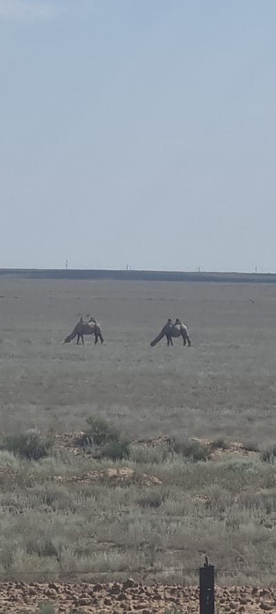 The image shows a wide, open, arid landscape under a pale blue sky. Two camels are visible in the mid-ground, grazing on sparse, dry grass. The camel on the left is slightly closer to the camera and appears to be a Bactrian camel, judging by its two humps, though only one is clearly visible. It is bent down, feeding. The camel on the right is further away and also appears to be a Bactrian camel with two humps visible. It is also bent down, grazing. In the far distance, a faint, dark line suggests a horizon, possibly with some distant structures or terrain features. The foreground is composed of dry, scrubby vegetation and rocky ground. There are no people or other animals visible in the image. The overall impression is one of a remote, natural environment. The location is identified as Котыртас, Kazakhstan.