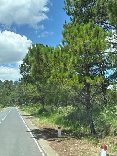 A rural, paved road runs diagonally from the lower left to the middle left of the image. The road has a broken yellow line and a solid white line marking its edges. To the right of the road is a grassy embankment with scattered pine trees and a dense forest in the background. Several white and red traffic posts are visible along the side of the road. In the distance, a small blue car is driving on the road. The sky above is bright blue with scattered white clouds. The scene appears to be a landscape photograph taken on a sunny day in Thôn 6, Vietnam.