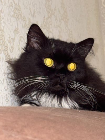 The image is a close-up, horizontal shot of a black and white cat with bright yellow eyes. The cat is positioned on its side, with its head tilted, peeking around a textured, light brown surface that appears to be furniture or a wall. The cat's fur is dark black on its head and upper body, with streaks of white fur around its face and chest. Its whiskers are long and prominent, with some appearing white and others with a slightly pinkish hue. The background to the left of the cat is a patterned surface, possibly wallpaper or fabric, in a light beige or off-white color with a repeating floral or decorative motif. The lighting appears to be artificial and is directed towards the cat, highlighting its eyes and fur. The cat's expression is alert and curious, with its gaze directed forward, slightly upwards. There is no visible text in the image. The scene appears to be indoors, in a domestic setting. The time of day and weather are not discernible.