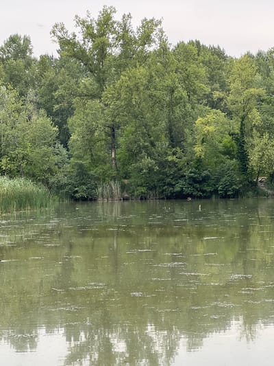 The image depicts a calm body of water reflecting a dense forest of green trees. The water is murky with a greenish-brown hue, and there are scattered patches of floating debris and plant matter. Along the bank of the water, tall reeds or grasses are visible, with more trees and undergrowth forming a thick backdrop. The sky above is overcast, creating a muted light. There are a few small birds visible on the water, appearing to be ducks. The overall scene suggests a natural, perhaps somewhat wild, environment. This could be a park or a protected natural area within or near the city of Étrembières, France, given the context.