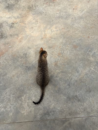 A tabby cat lies on a concrete surface. The cat is stretched out with its head to the left and its tail to the right. The concrete is grey with variations in texture and tone. The image was taken from above. Location: Damianitsa, Bulgaria.